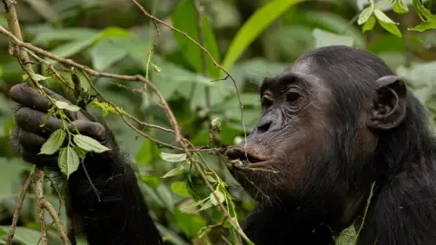 Wild Chimps Drinking a Daily Dose of One Lager Each Day from Fermented Fruits, Study Shows
