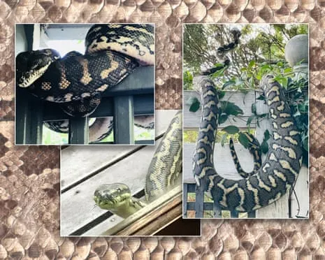 Accepting the Serpents in the Overhead Space: An Evolution from Anxiety to Fascination