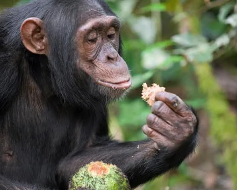 Wild Chimps Ingest Daily Alcohol Equivalent to a Beer from Fermented Fruit